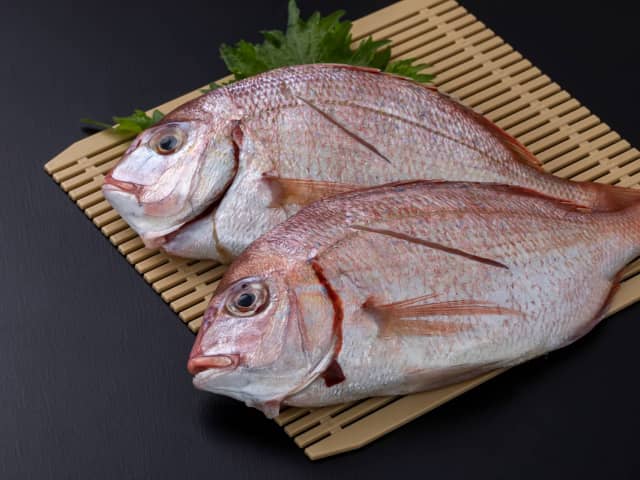 真鯛